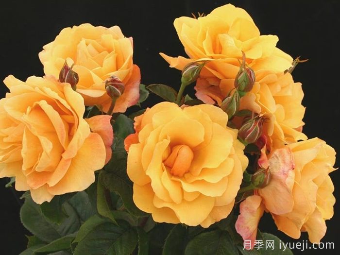 尤瑞卡月季/尤里卡/黄金魔力/发现(图2) 尤瑞卡月季/尤里卡/黄金魔力/发现(玫昂)Eureka(图2)