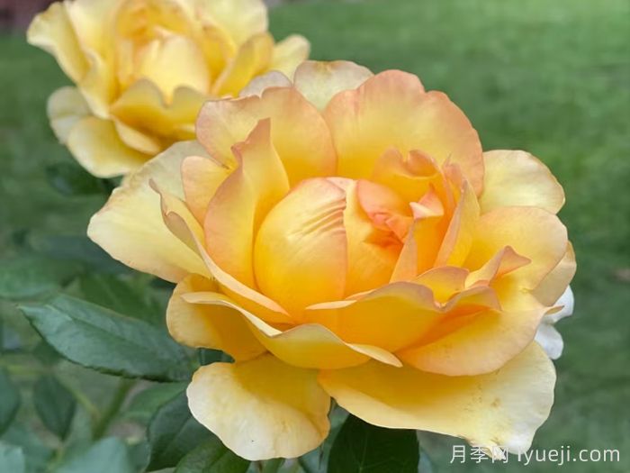 尤瑞卡月季/尤里卡/黄金魔力/发现(图3) 尤瑞卡月季/尤里卡/黄金魔力/发现(玫昂)Eureka(图3)