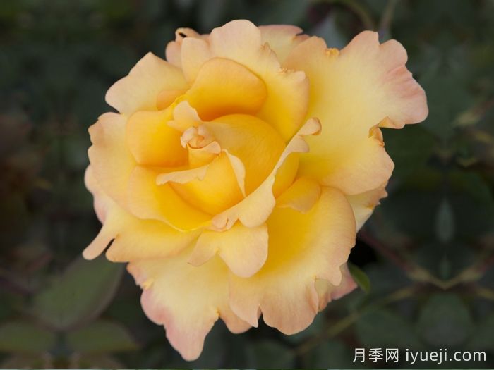 尤瑞卡月季/尤里卡/黄金魔力/发现(图1) 尤瑞卡月季/尤里卡/黄金魔力/发现(玫昂)Eureka(图1)