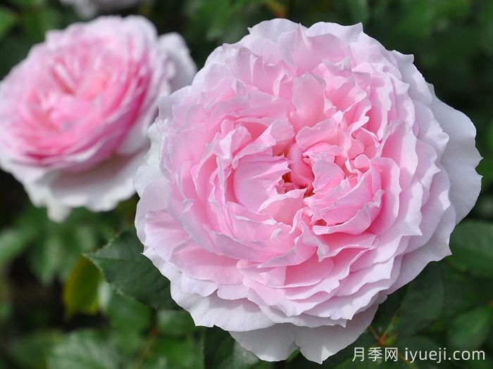 尤丽迪茜月季Euridice(图1)