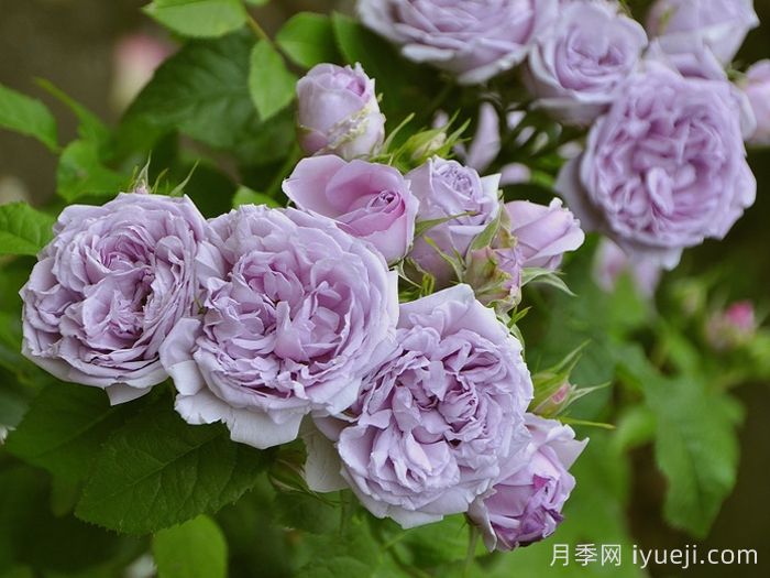 蓝色天空月季/青空Le Ciel Bleu(图1)