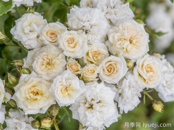 白色漂流月季White Drift(图2)