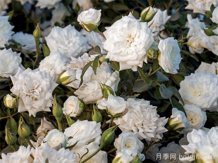 白色漂流月季White Drift(图3)