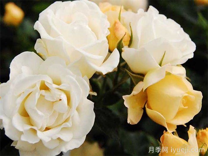 爆米花漂流月季Popcorn Drift(图1)