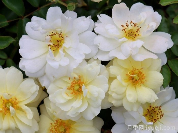 象牙漂流月季Ivory Drift(图1)