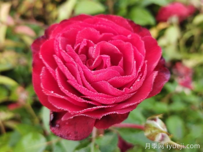 猩红伯尼卡月季/深圳红月季Scarlet Bonica(图4)