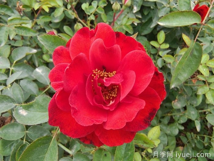 猩红伯尼卡月季/深圳红月季Scarlet Bonica(图3)