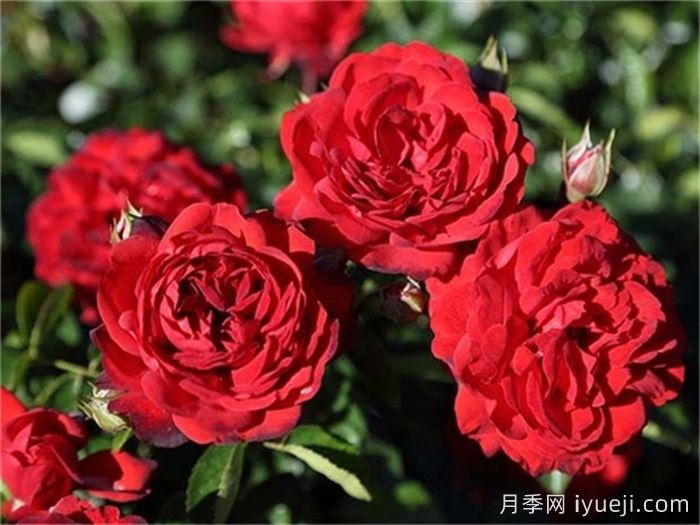 猩红伯尼卡月季/深圳红月季Scarlet Bonica(图1)