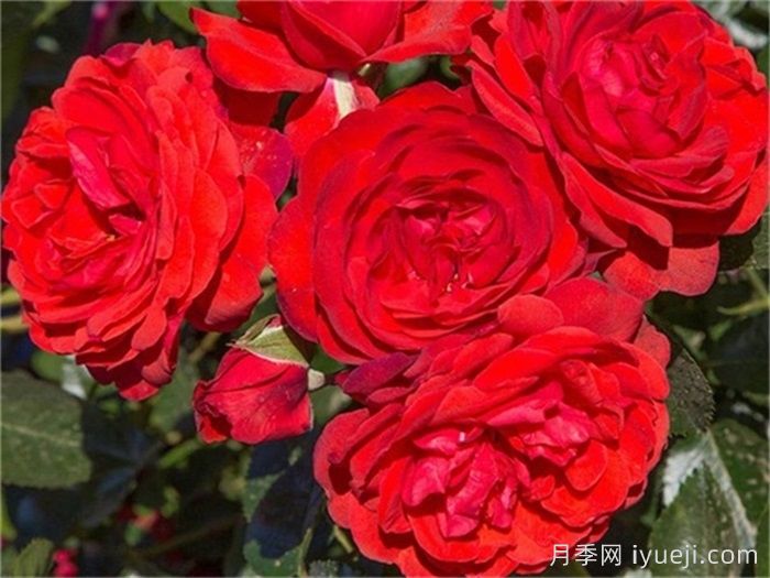 猩红伯尼卡月季/深圳红月季Scarlet Bonica(图2)