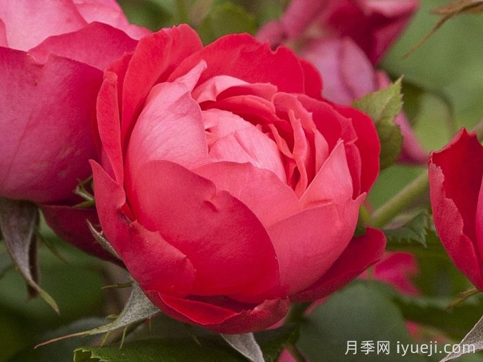 樱桃伯尼卡月季/美丽樱桃月季Cherry Bonica(图1)