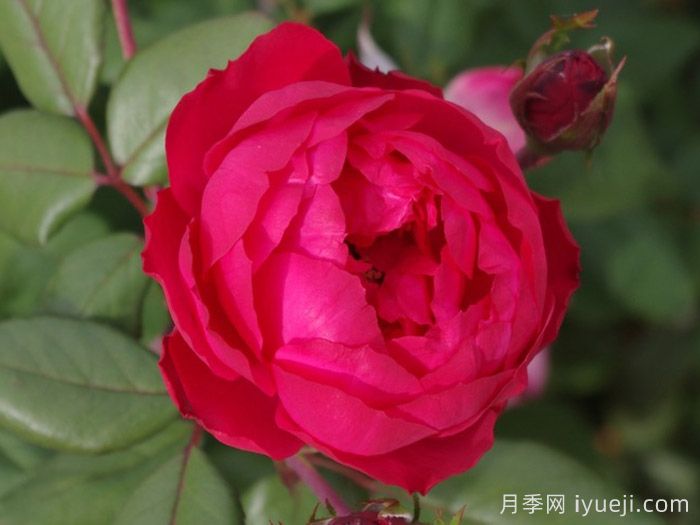 樱桃伯尼卡月季/美丽樱桃月季Cherry Bonica(图3)