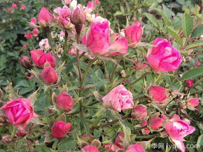 超微月季/​须惠姬月季Suehime(图1)