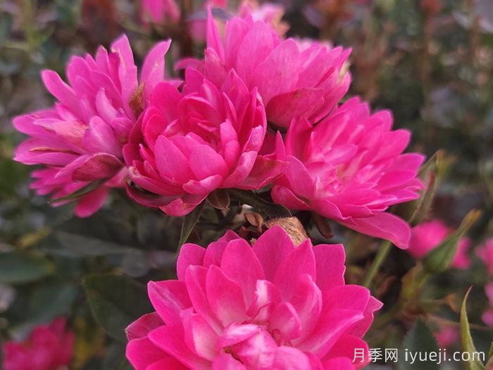 天荷繁星月季/天荷Heavenly Lotus(图3)