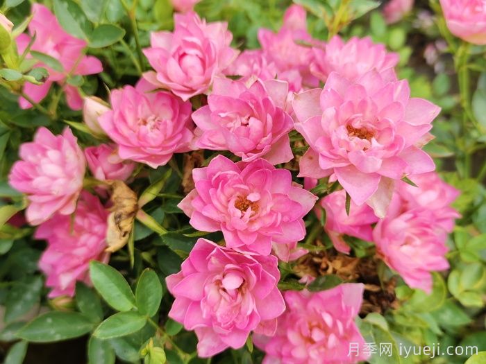 天荷繁星月季/天荷Heavenly Lotus(图2)