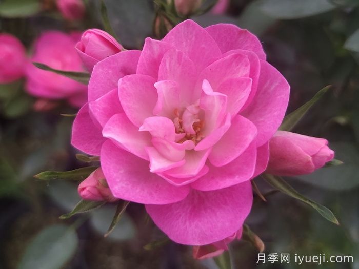 天荷繁星月季/天荷Heavenly Lotus(图4)