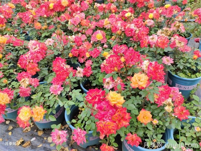 微彩虹月季(图4)