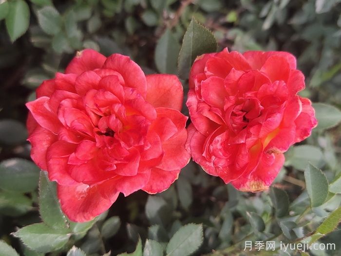 草裙舞女月季Hula Girl(图2)