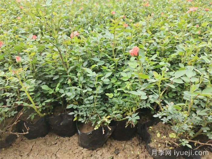 草裙舞女月季Hula Girl(图4)