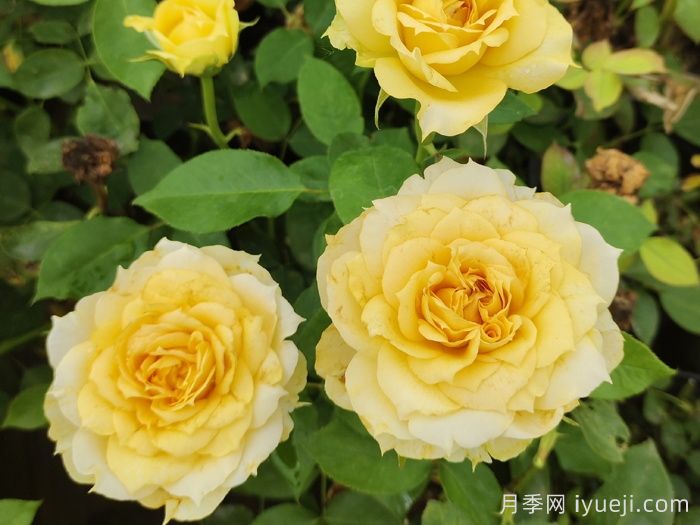 阳光古董月季Sunny Antike(图3)