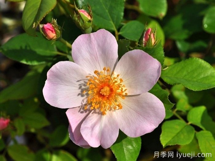 仙女罗瑟琳月季/仙女罗莎琳Heavenly Rosalind(图1)