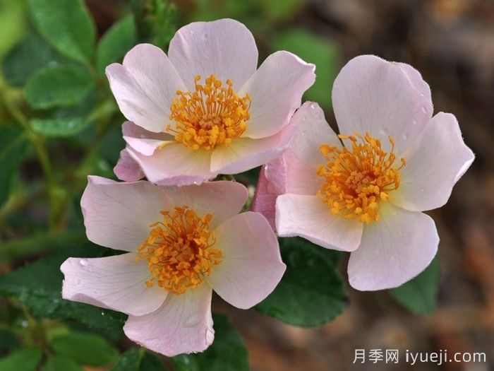 仙女罗瑟琳月季/仙女罗莎琳Heavenly Rosalind(图2)