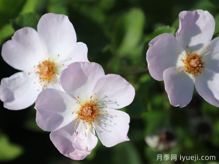 仙女罗瑟琳月季/仙女罗莎琳Heavenly Rosalind(图3)