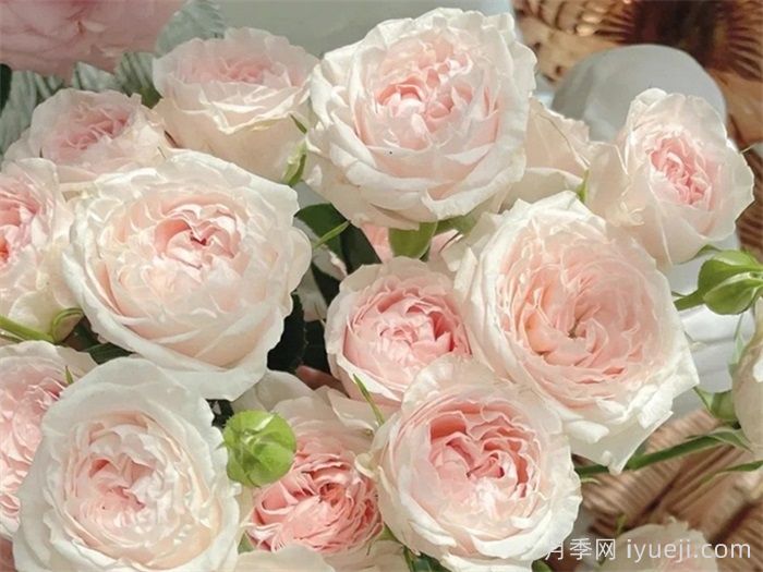 天使皮肤月季Angle Skin(图1) 天使皮肤月季Angle Skin(图1)