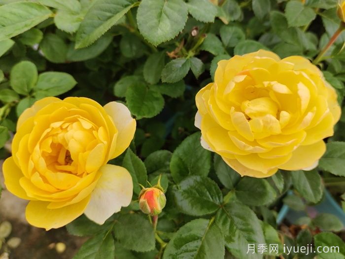 黄果汁月季/黄色果汁阳台/柠檬果汁(图3)