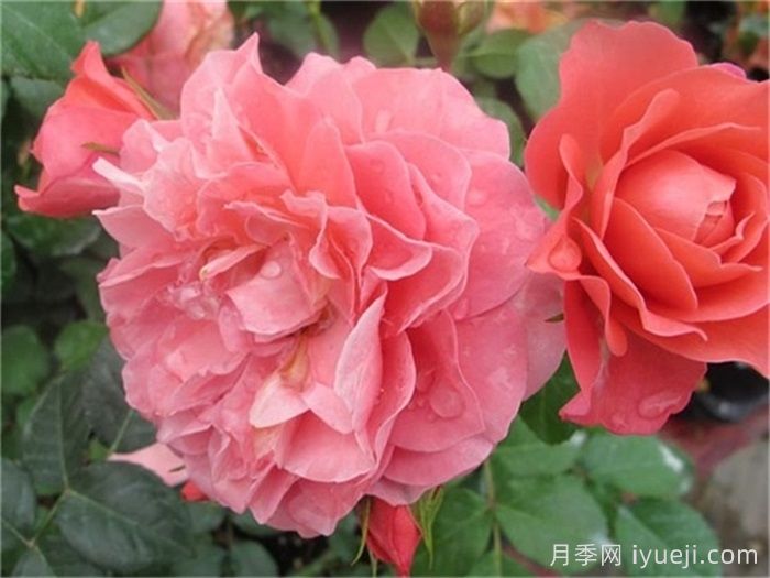 芳香王阳台月季/香香公主/蜜桃果汁Fragrance King Terrazza(图1)