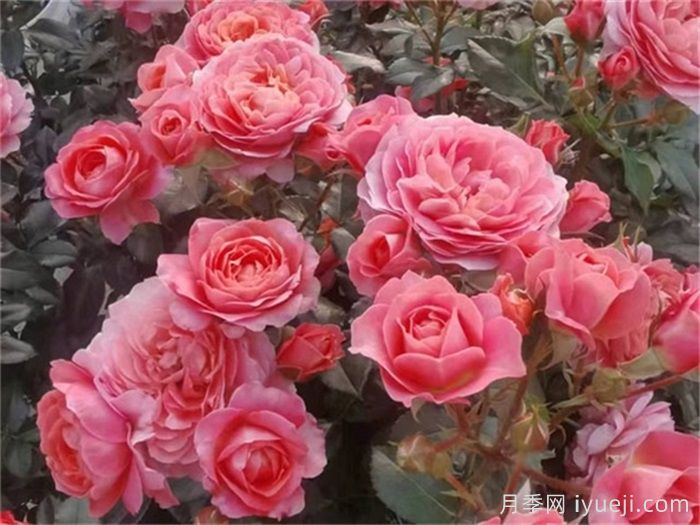 芳香王阳台月季/香香公主/蜜桃果汁Fragrance King Terrazza(图4)