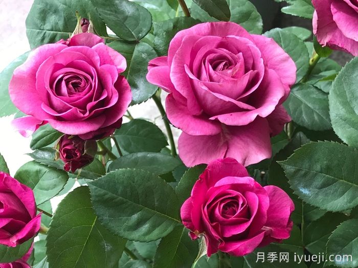 冥王星阳台月季Pluto King Terrazza(图2)