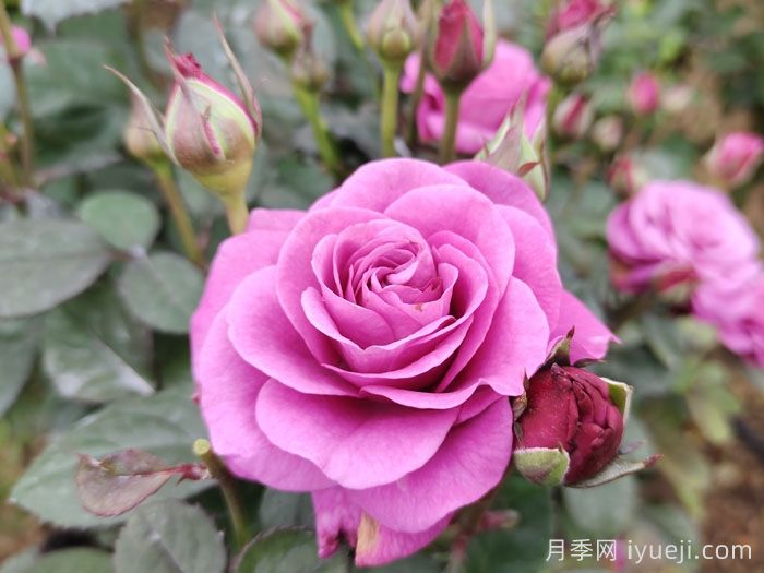 冥王星阳台月季Pluto King Terrazza(图4)