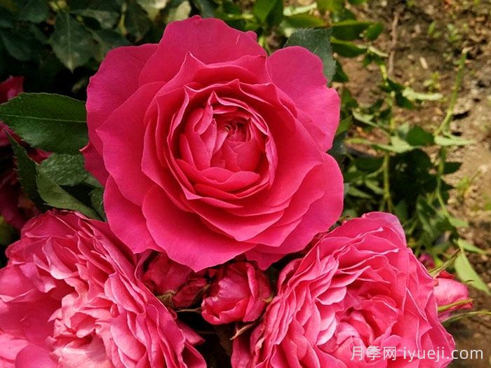 巨蟹座月季/巨蟹座阳台月季Rose Terrazza Cancer(图1)