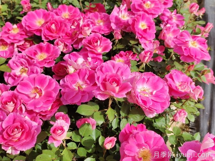 南阳月季玉兰花卉苗木产业发展状况调查(图2)