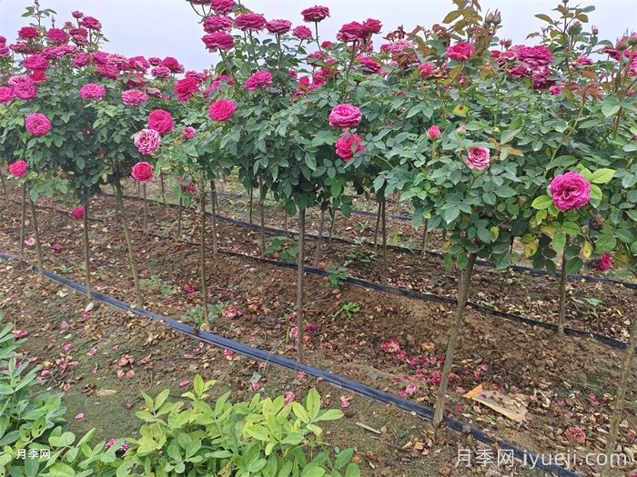 南阳月季玉兰花卉苗木产业发展状况调查(图3)