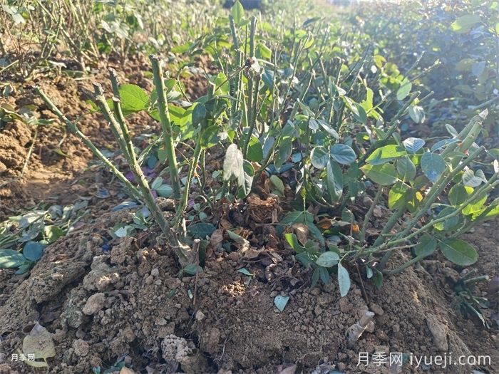 月季裸根苗(图5) 月季裸根苗(图5)