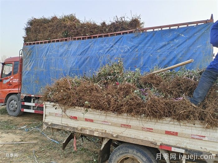 月季裸根苗(图6) 月季裸根苗(图6)