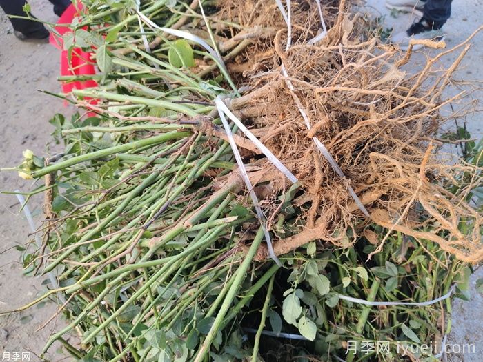 月季裸根苗(图4) 月季裸根苗(图4)