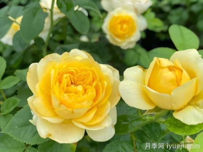 火星王阳台月季(图1) 火星王阳台月季Mars King Terrazza(图1)