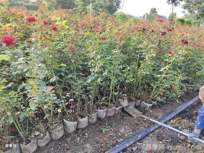 初冬月季养护的6个常见问题攻略(图2)