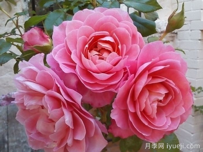 芳香王阳台月季/香香公主/蜜桃果汁Fragrance King Terrazza(图2)