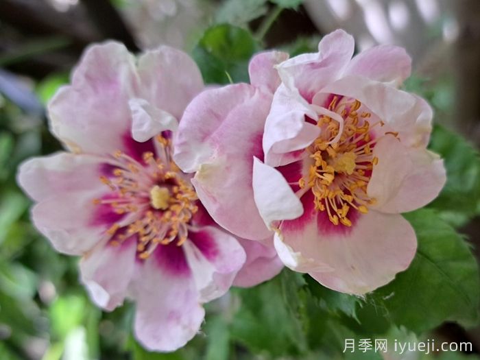 你的眼睛月季/万众瞩目/蓝眼睛Eyes for You(图4)