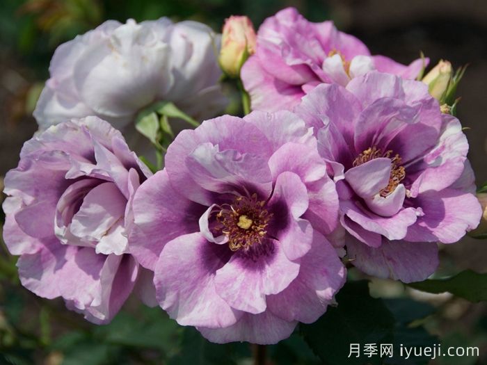 你的眼睛月季/万众瞩目/蓝眼睛Eyes for You(图3)