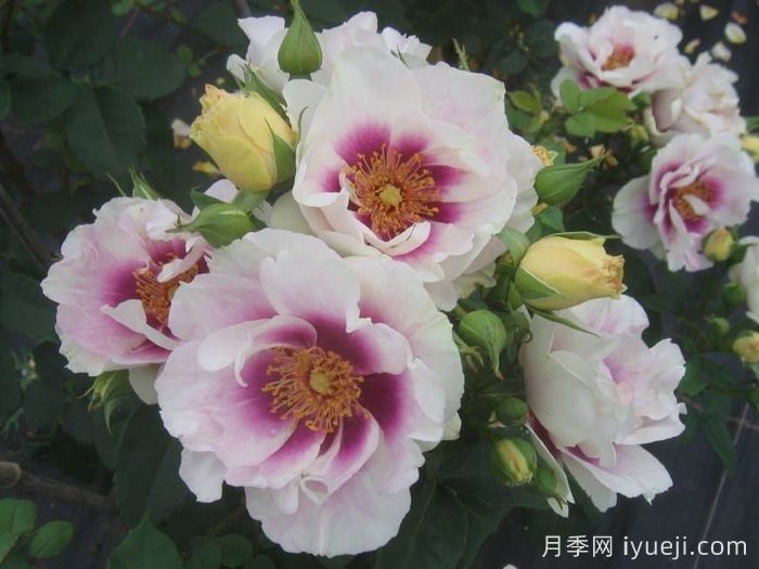 你的眼睛月季/万众瞩目/蓝眼睛Eyes for You(图5)