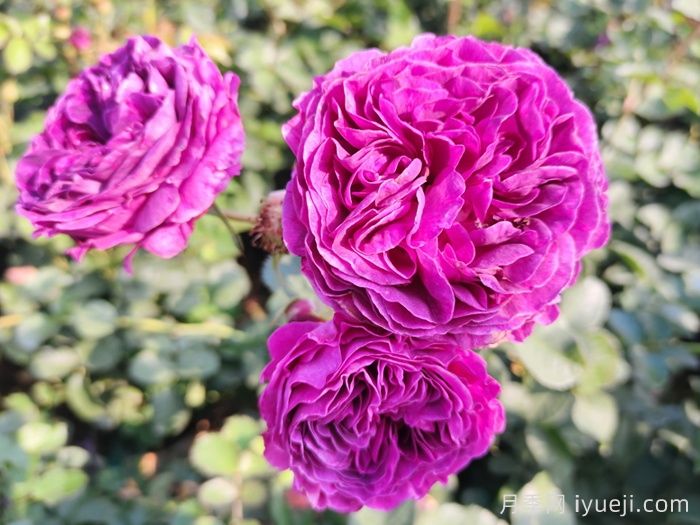 比利时月季/密涅瓦月季Minerv(图4)