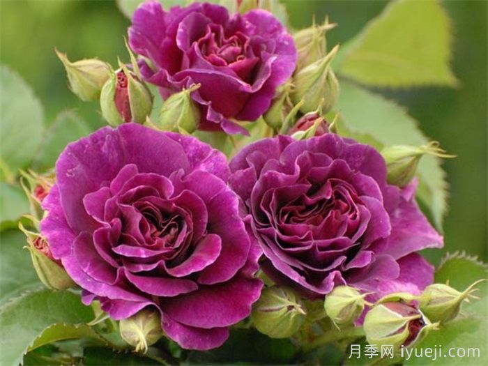 比利时月季/密涅瓦月季Minerv(图3)