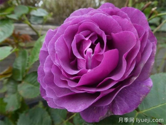 比利时月季/密涅瓦月季Minerv(图2)