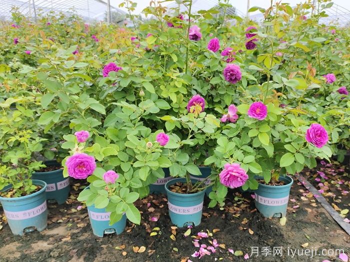 比利时月季/密涅瓦月季Minerv(图5)