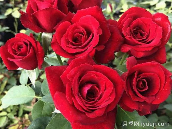 卡罗拉月季Carola(图2)