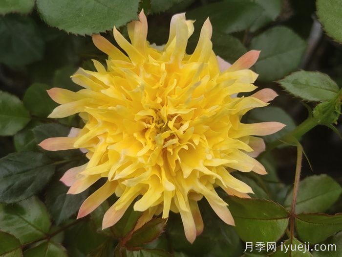 烟花波浪月季/烟花褶边Fireworks Ruffles(图1)